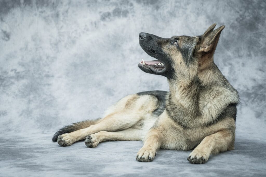 GERMAN SHEPHERD