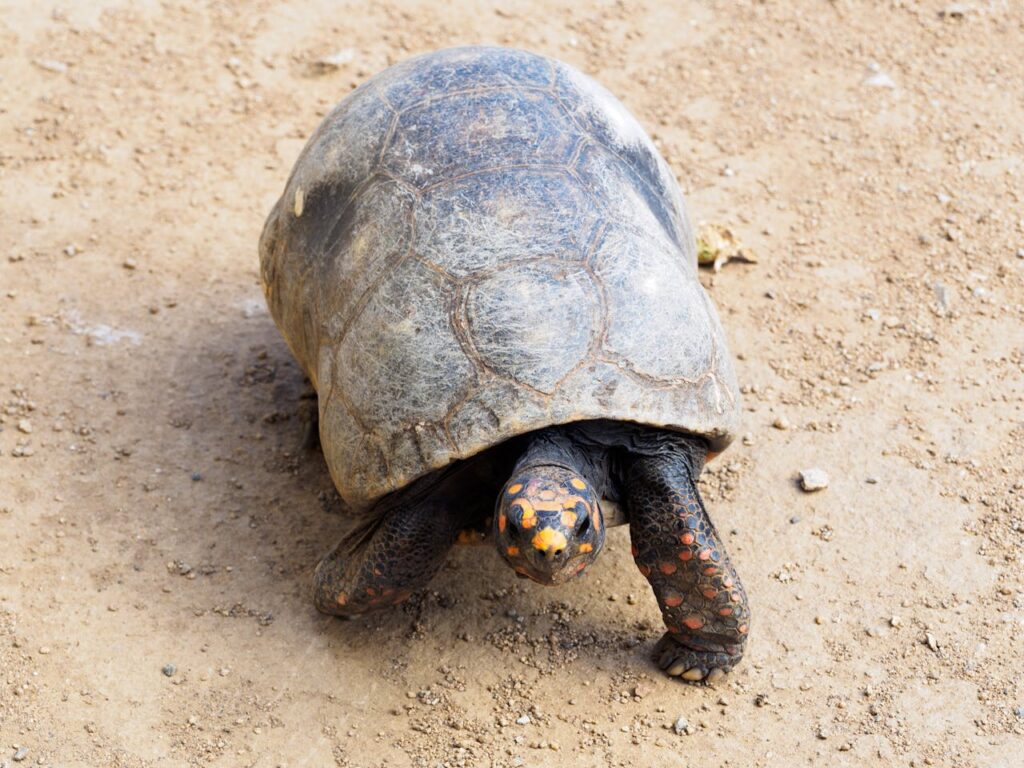 red footed tortoise