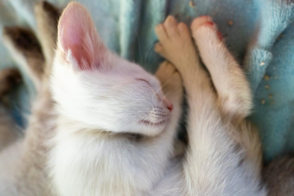 kitten sleeping