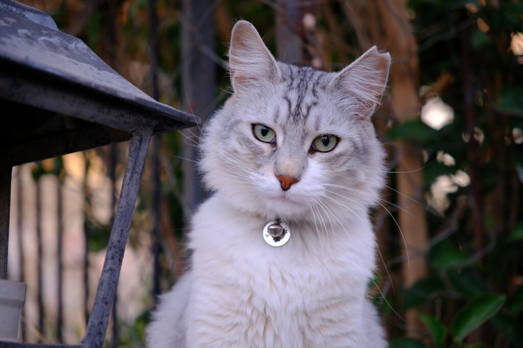 silver tabby