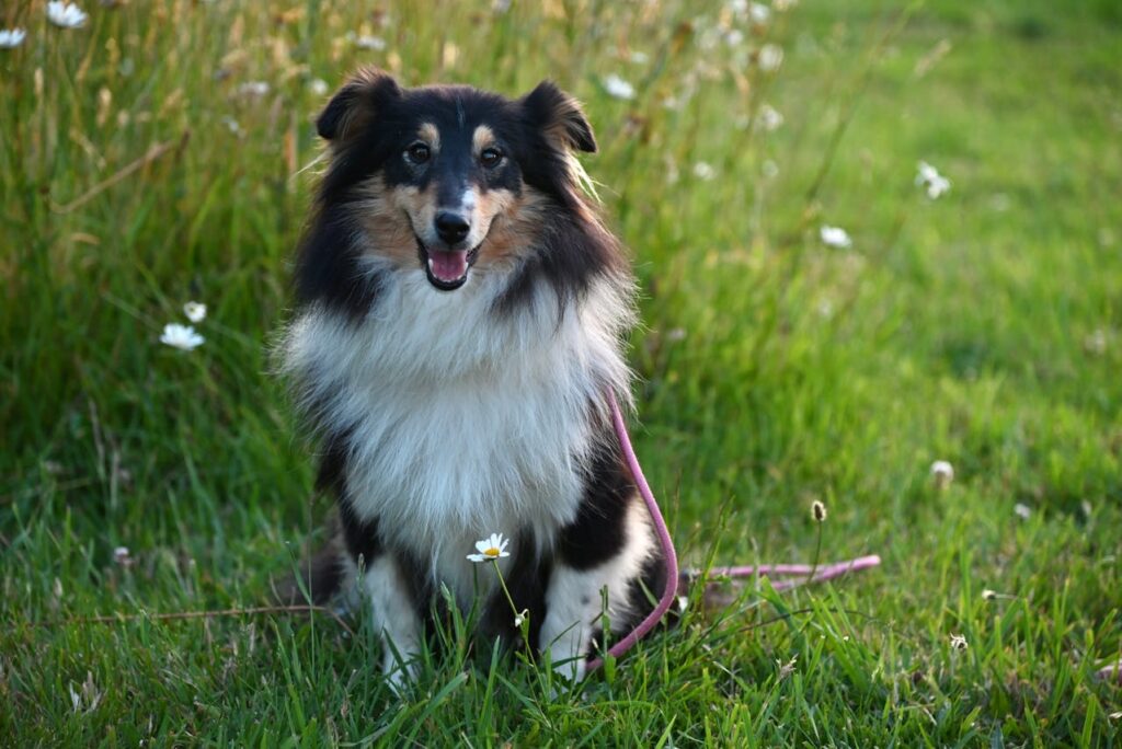shetlanf sheepdog