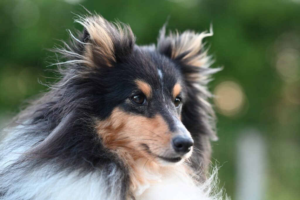 Shetland sheepdog
