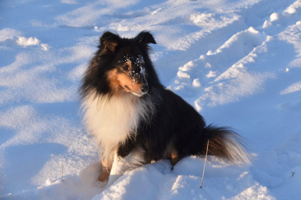 shetland sheepdog