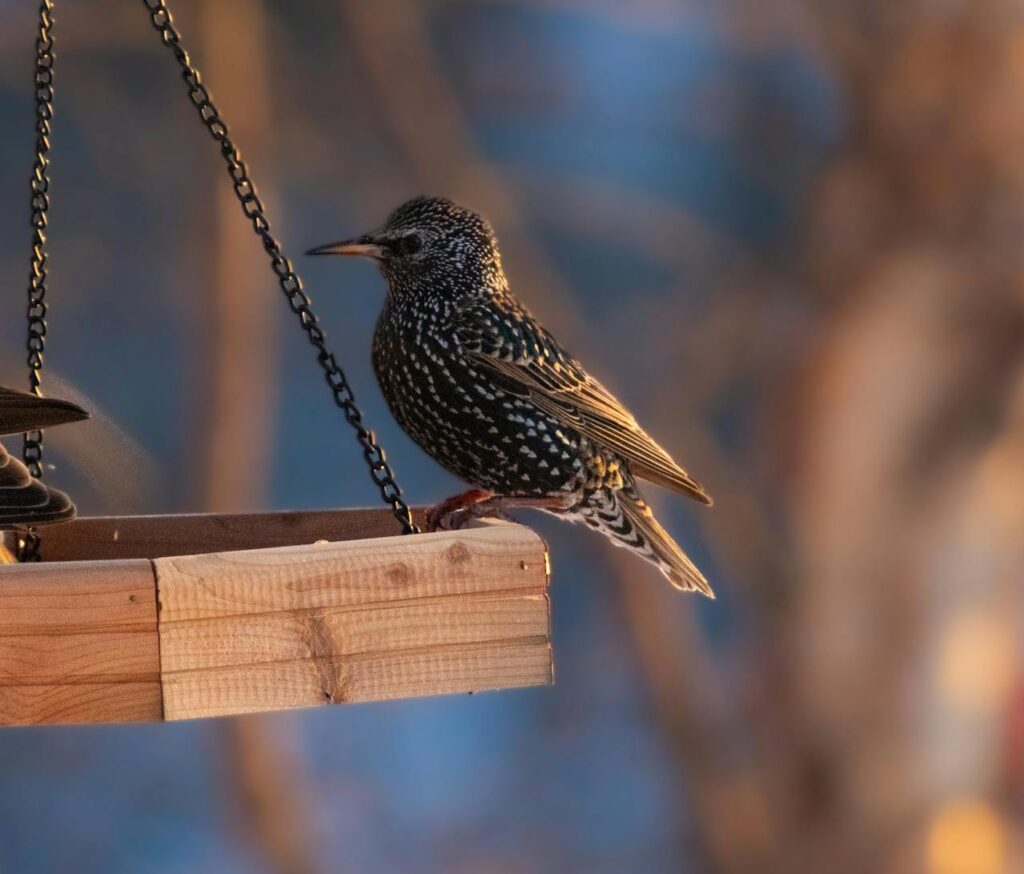 european-starling-perched-
