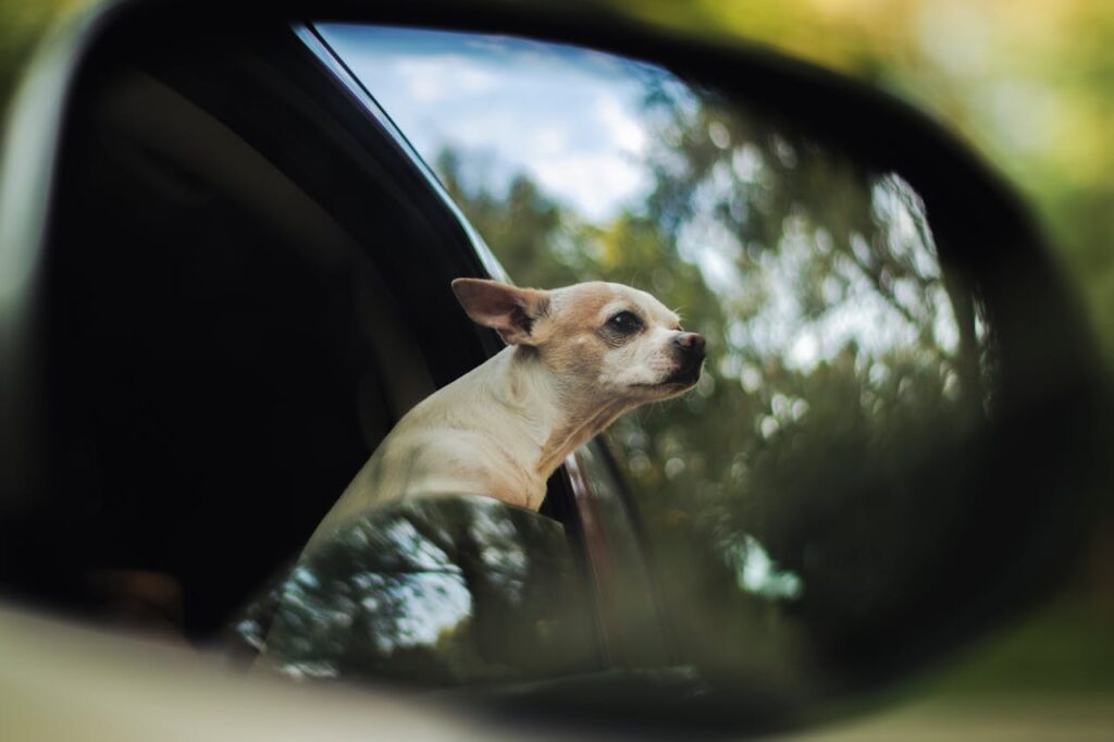 chihuahua in car