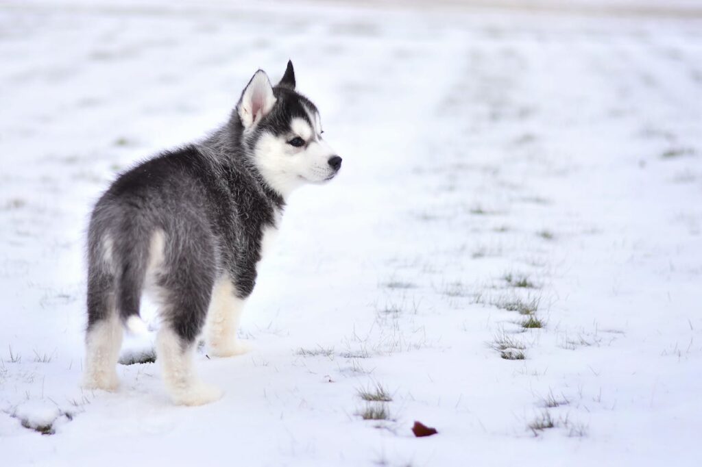 siberian husky
