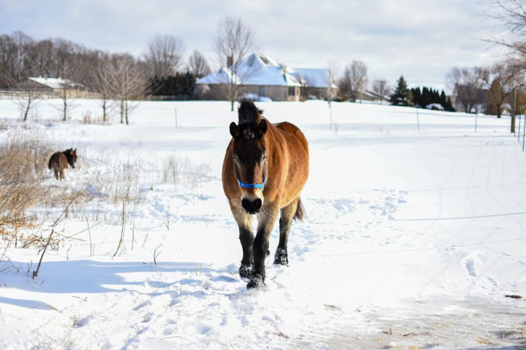 North Swedish Horse