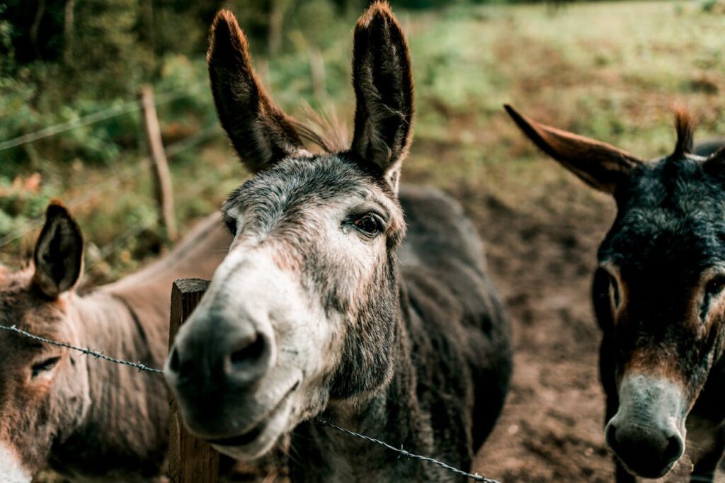 donkey