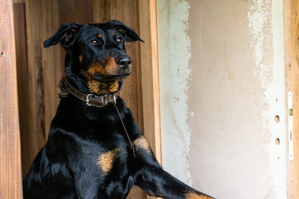 doberman