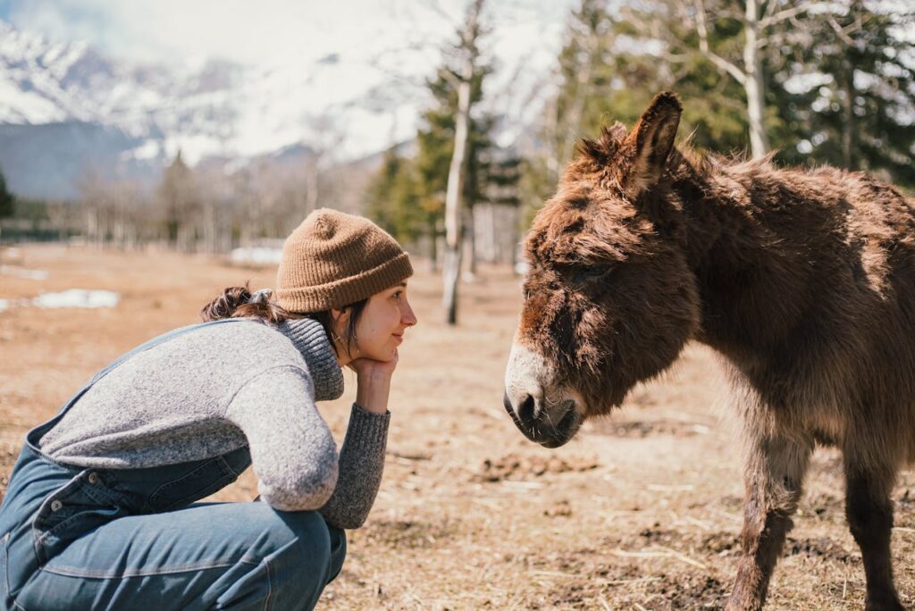 donkey