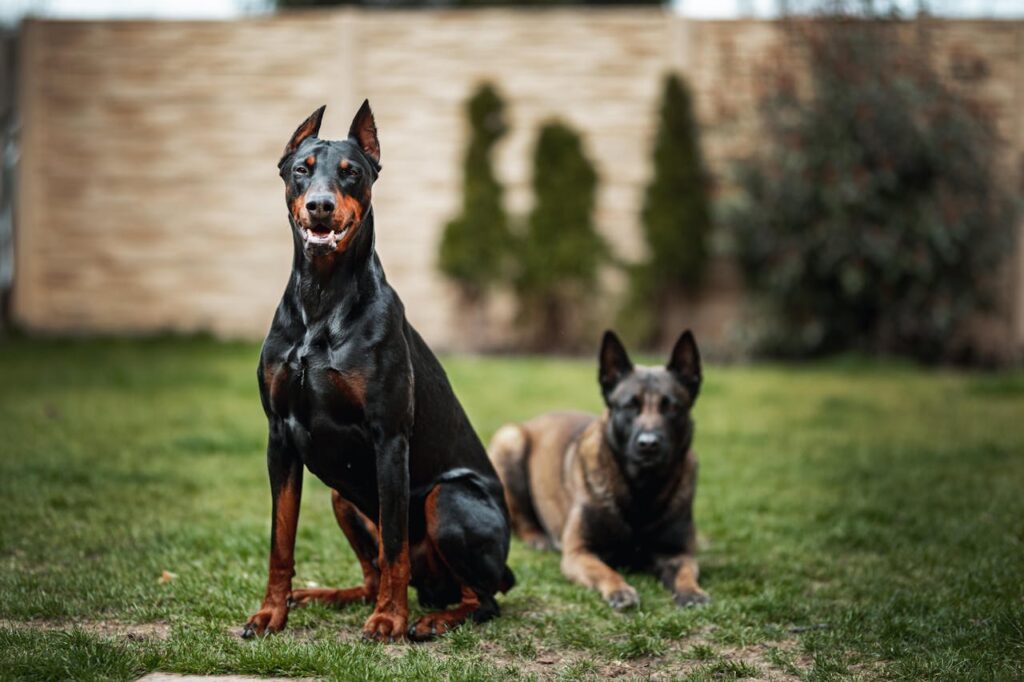 Doberman with german shepherd