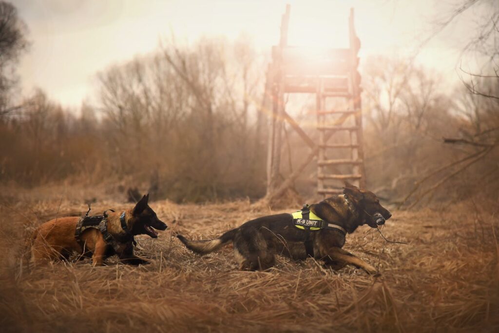 guard dogs