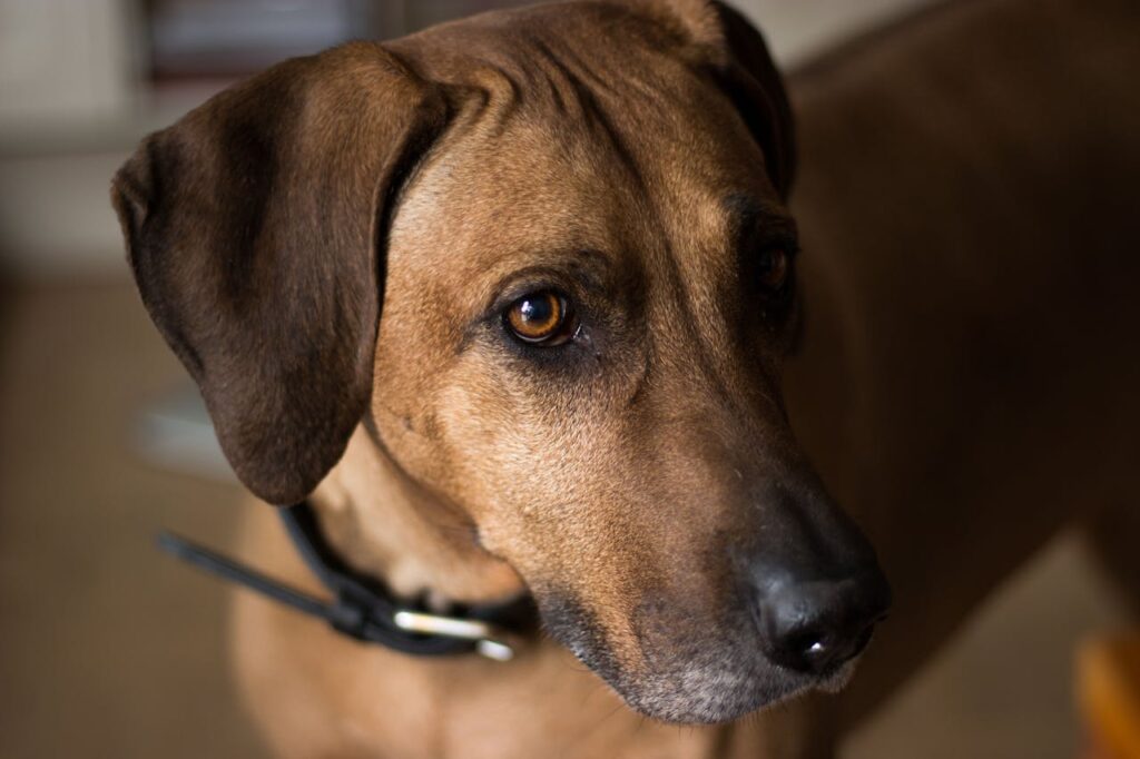 rhodesian-ridgeback