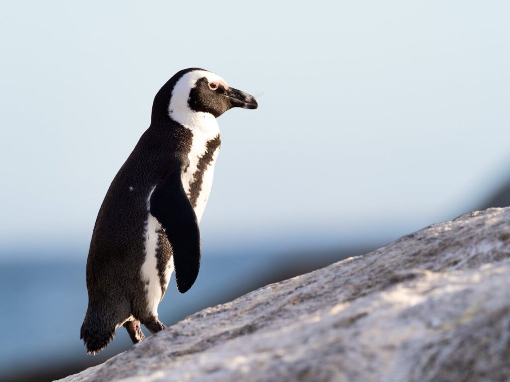 penguin