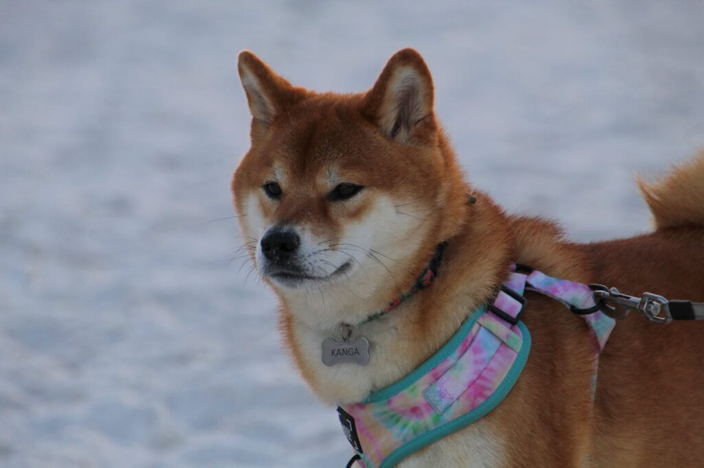 shibu inu