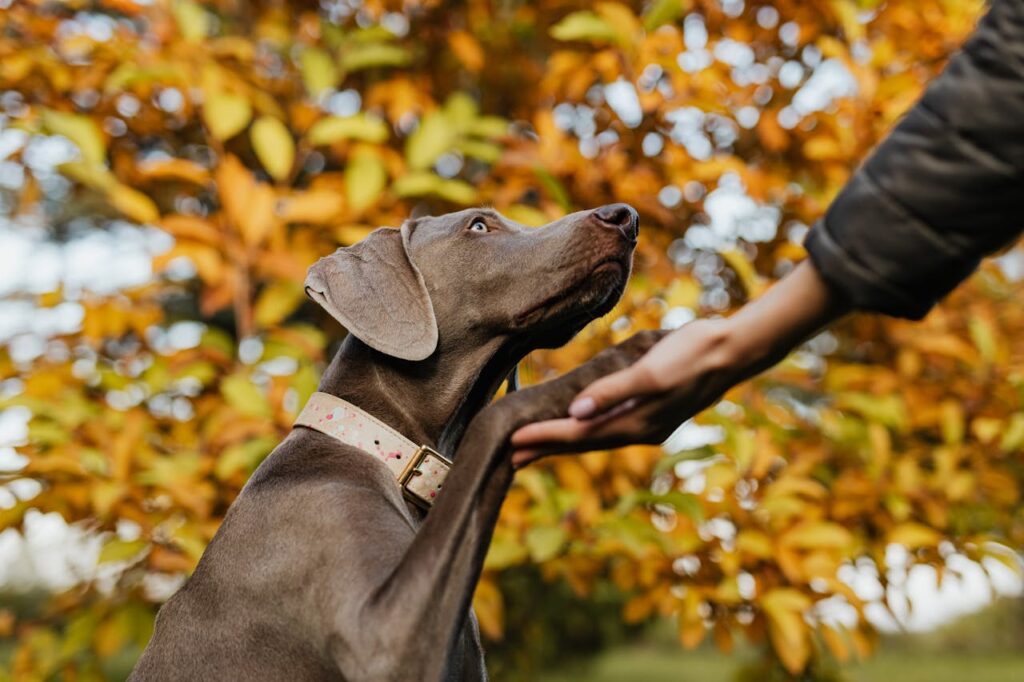 weimaraner