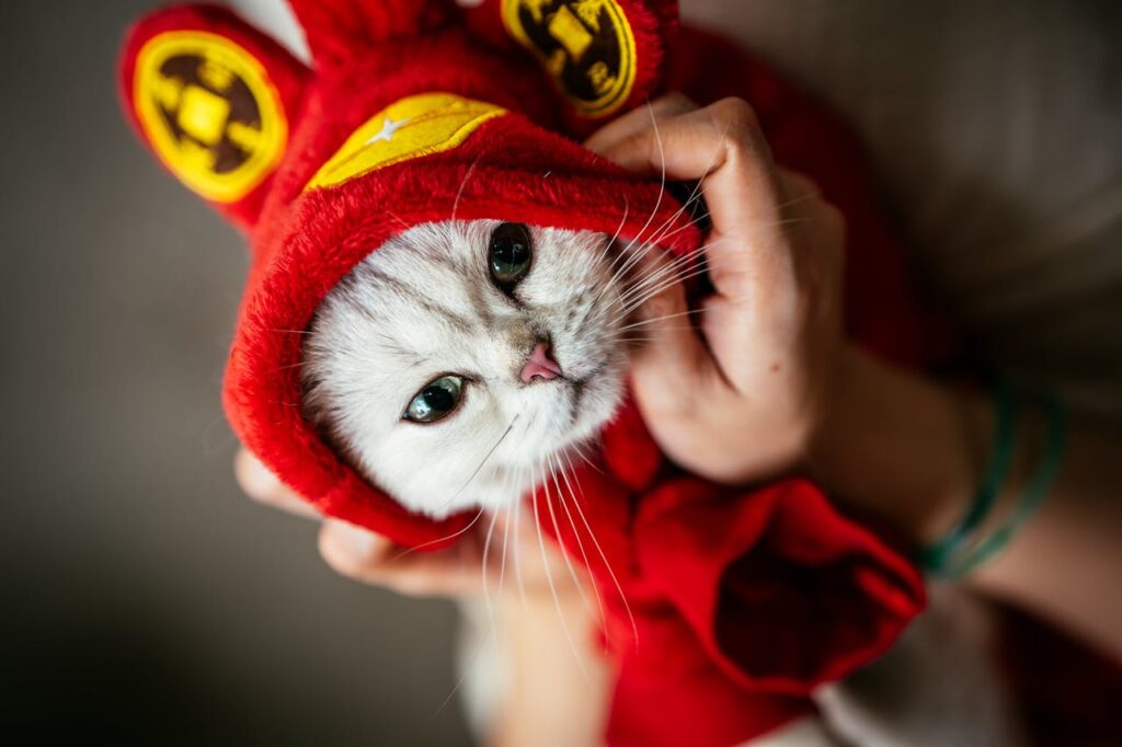 cat