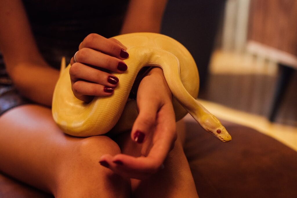 Pet snake
