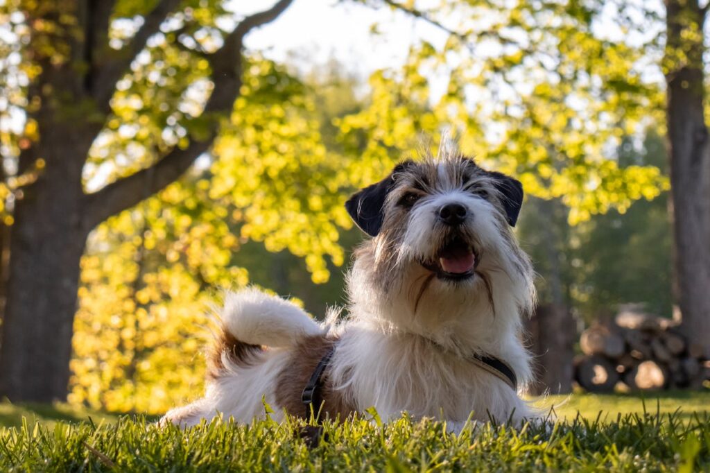 border collie