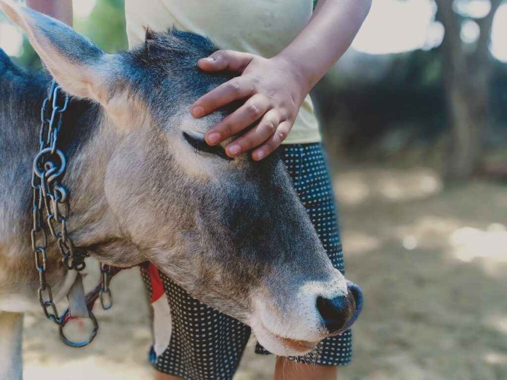 donkey