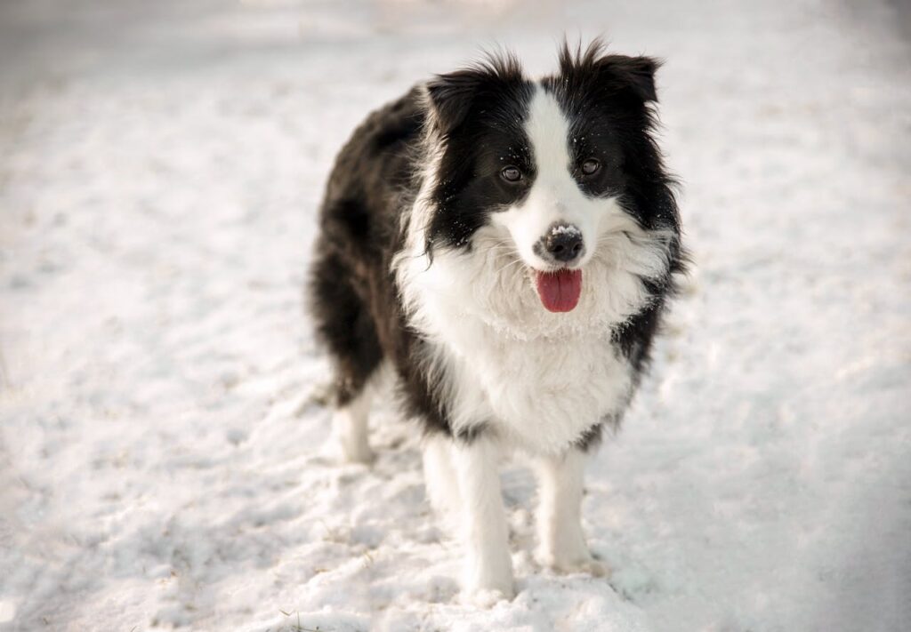 border collie