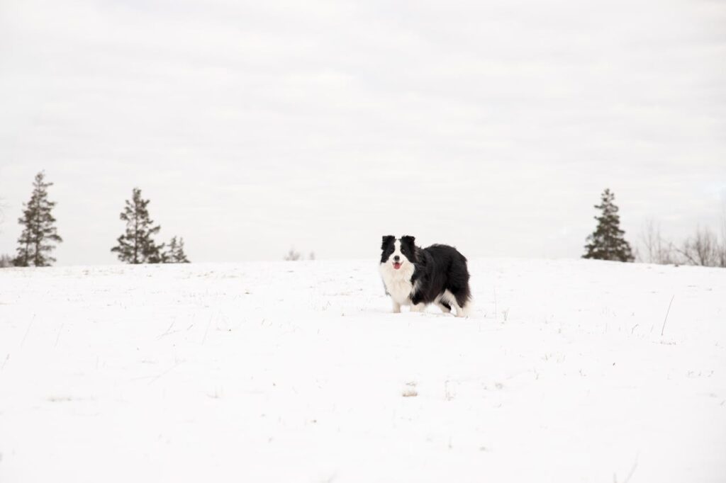 boder collie