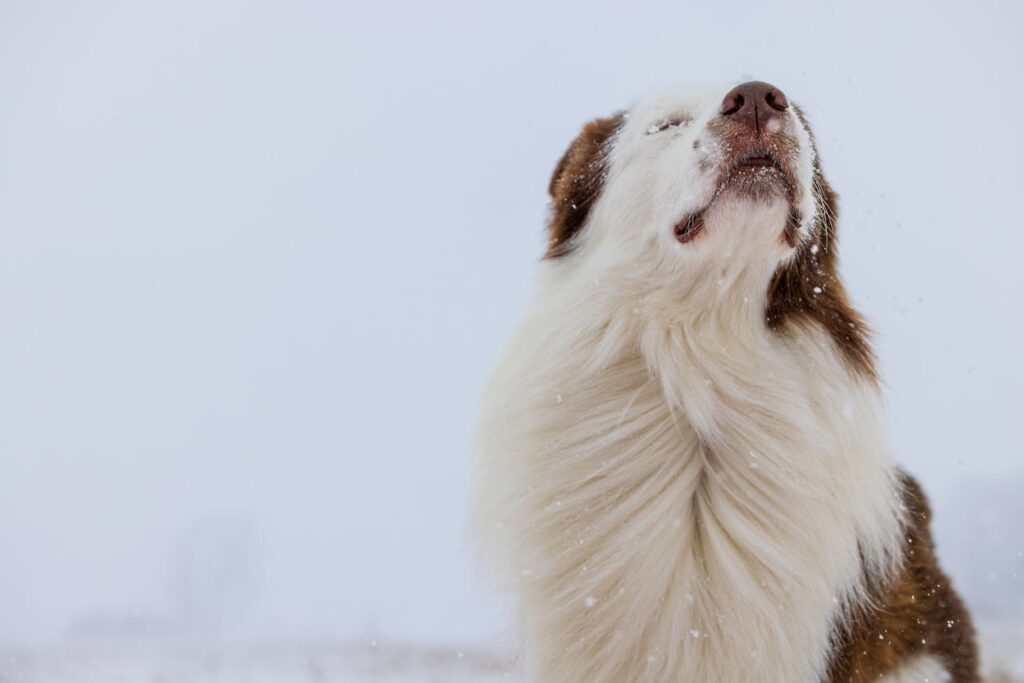 border collie