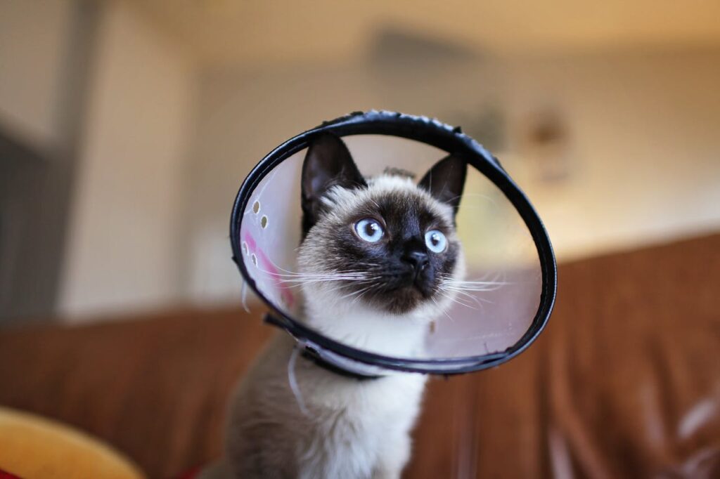 siamese cone