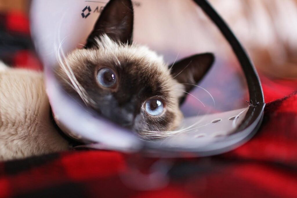 siamese