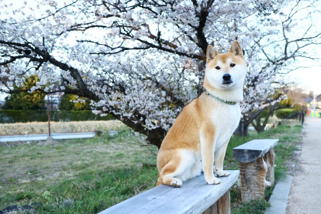 shiba inu