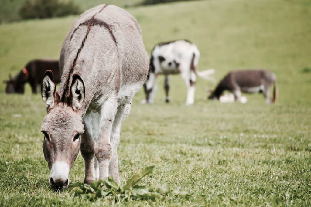 donkey