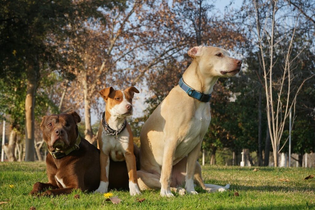 dogs