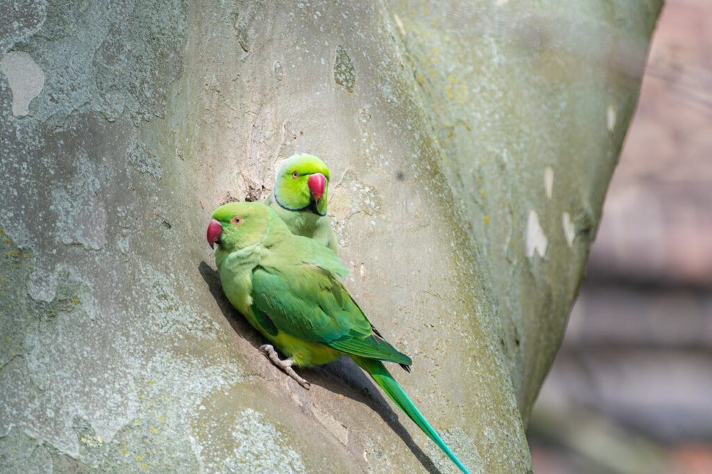 parrot