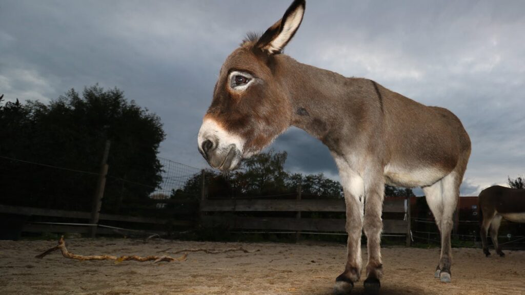 donkey