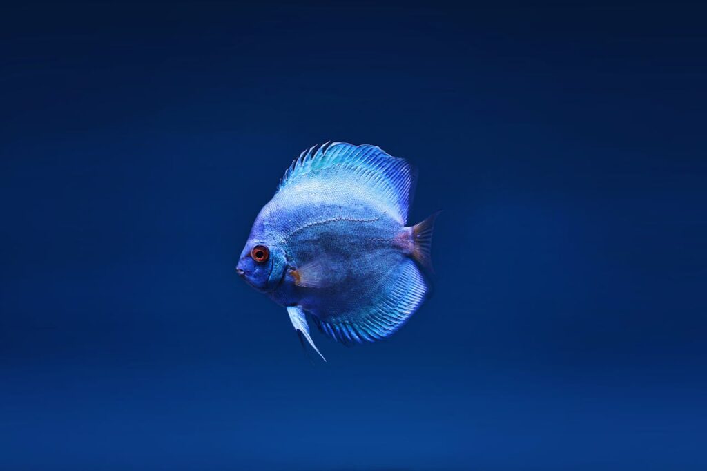 14 Adorable Fish That Will Brighten Up Your Home Aquarium