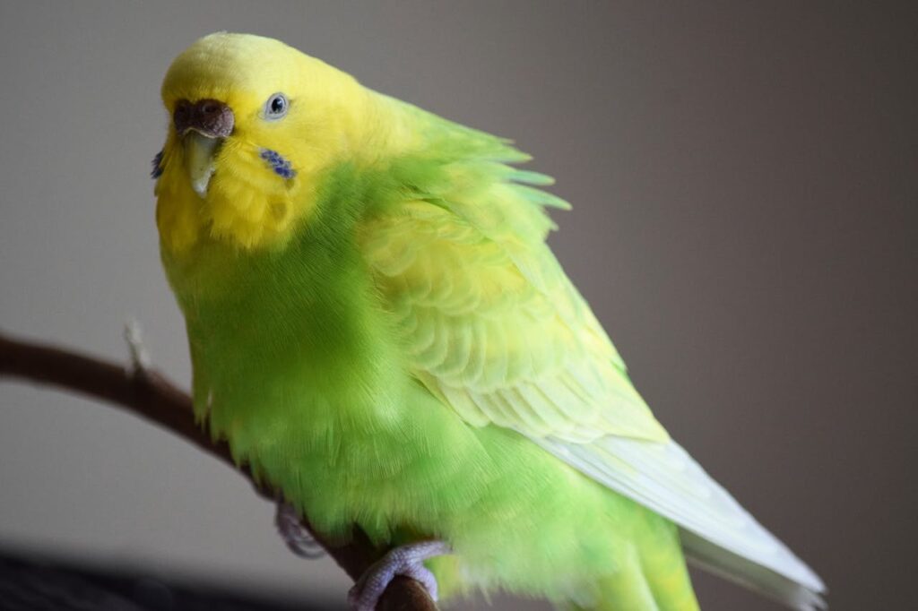budgerigar