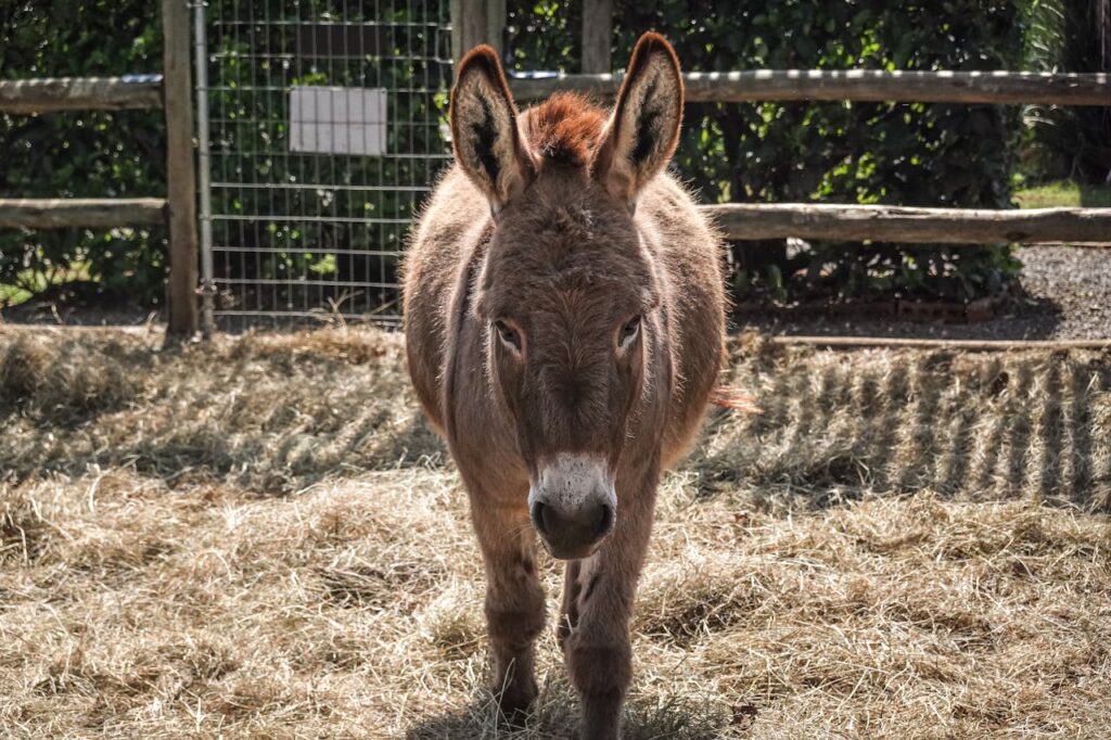 donkey