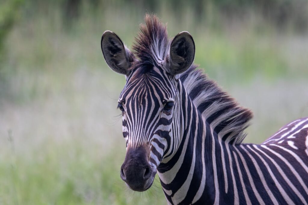 zebra