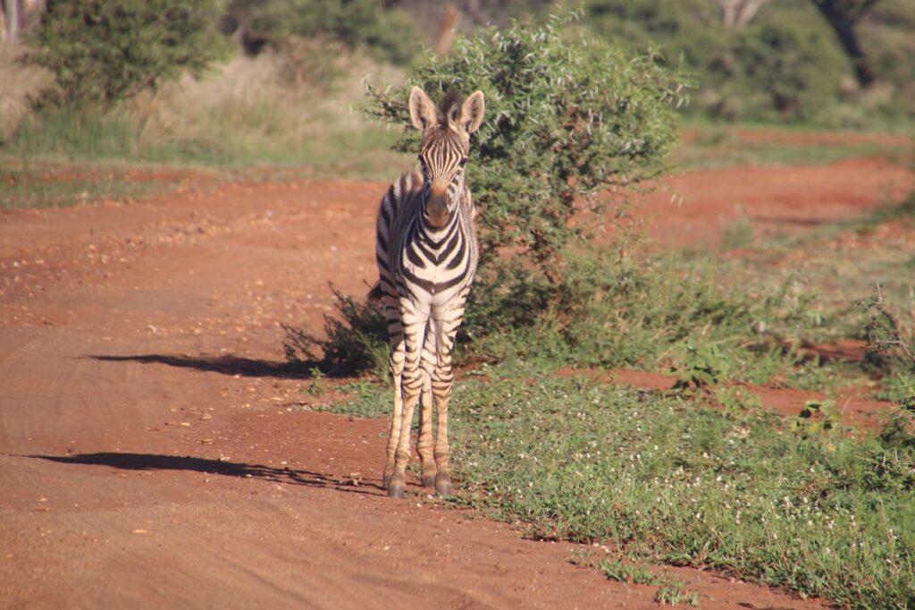 zebra