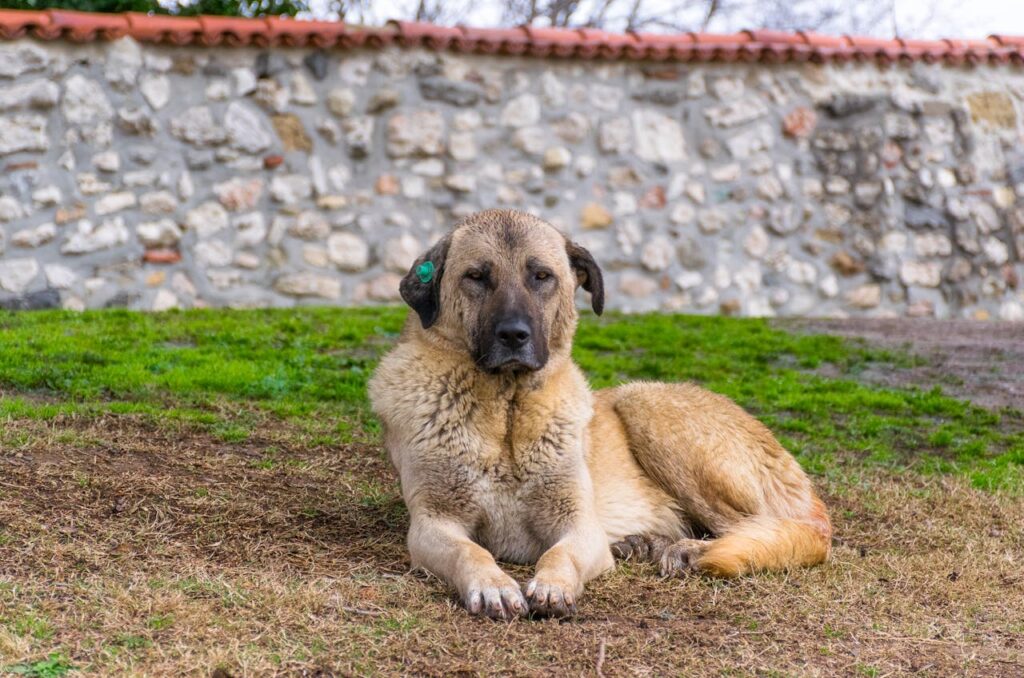 anatolian shepherd