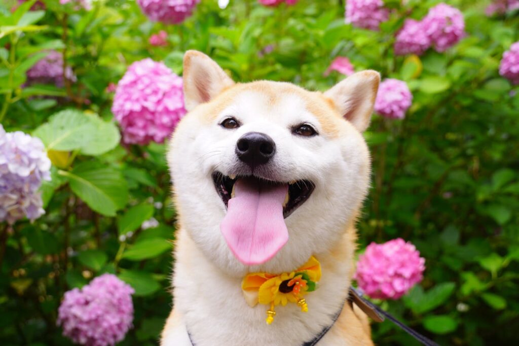 shiba inu