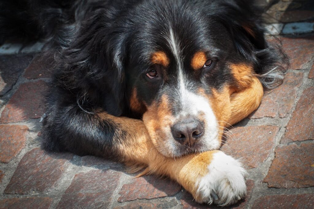 BURNESE MOUNTAIN DOG