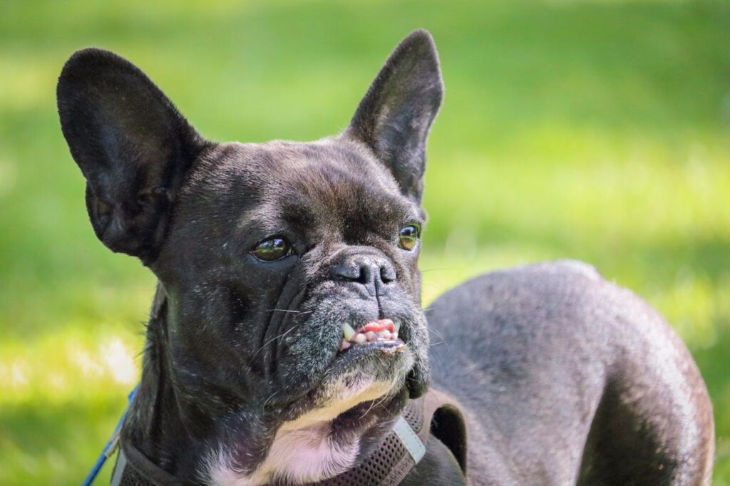 french bulldog