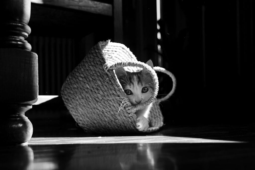 cat