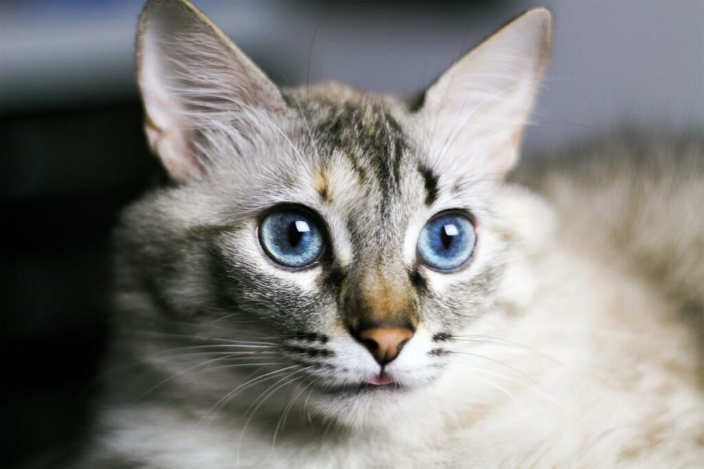 silver tabby cat