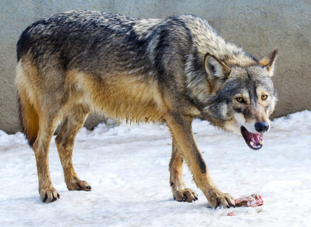 wolf eating