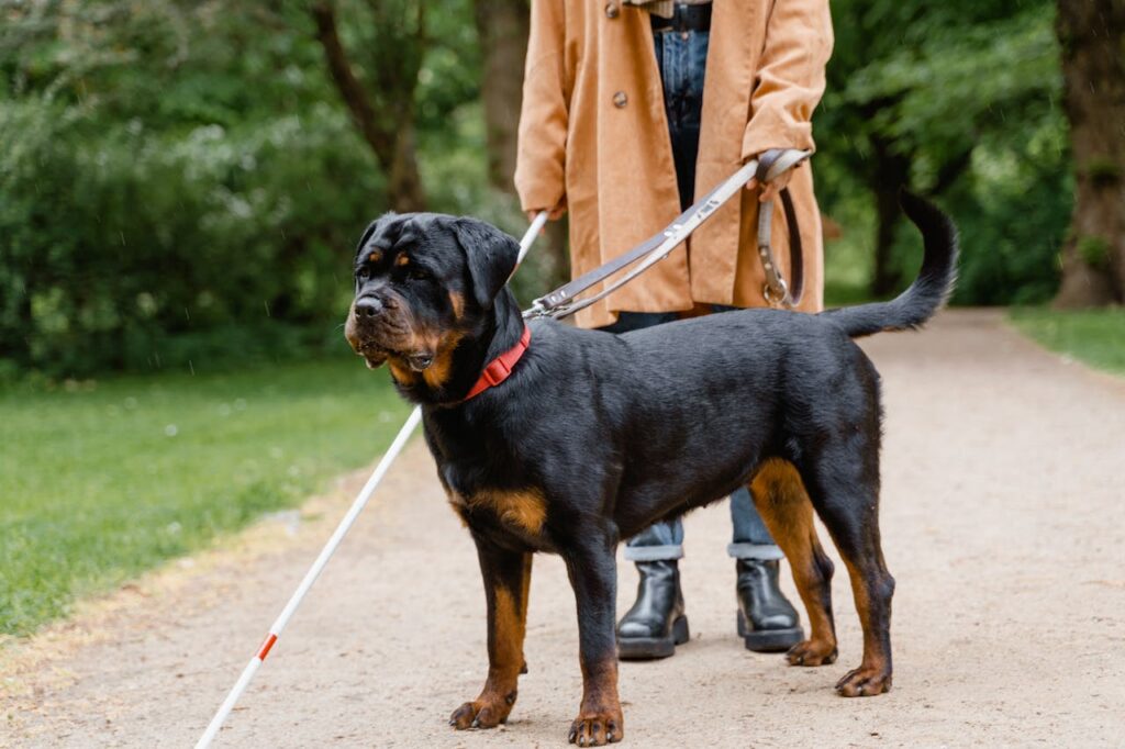 Rottweiler with blind person