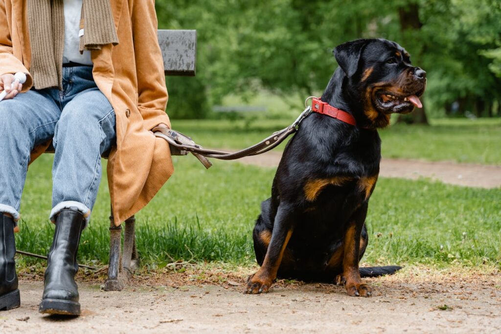 Guard dog