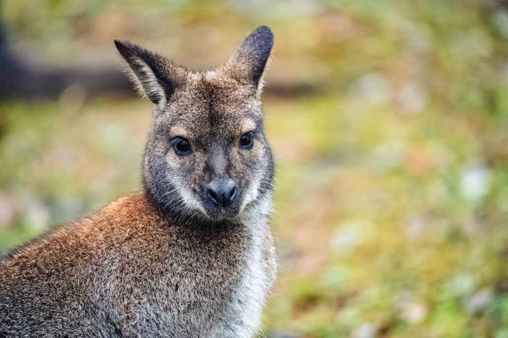 wallaby-