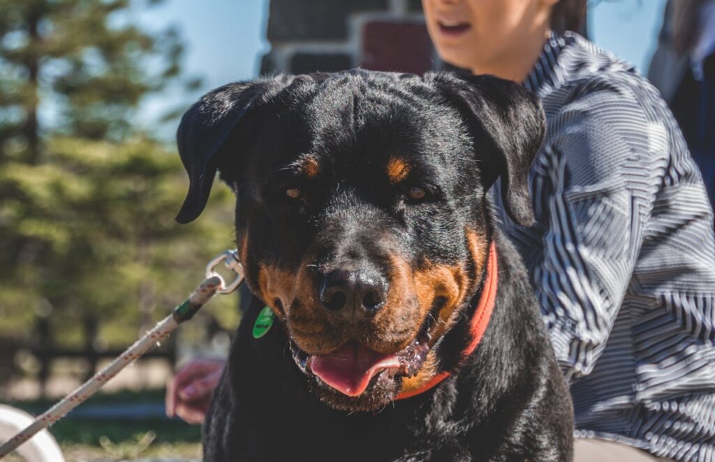 rottweiler